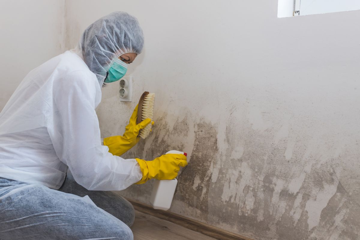 Mold Remediation Service