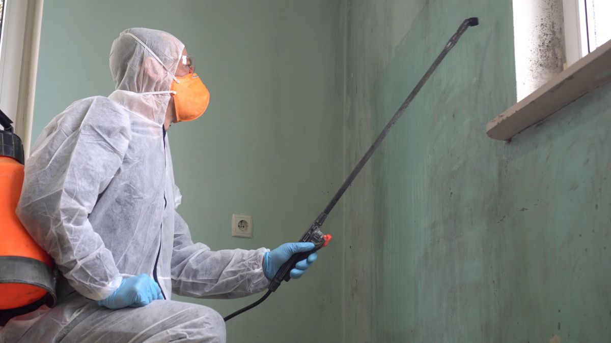 Mold Remediation Service