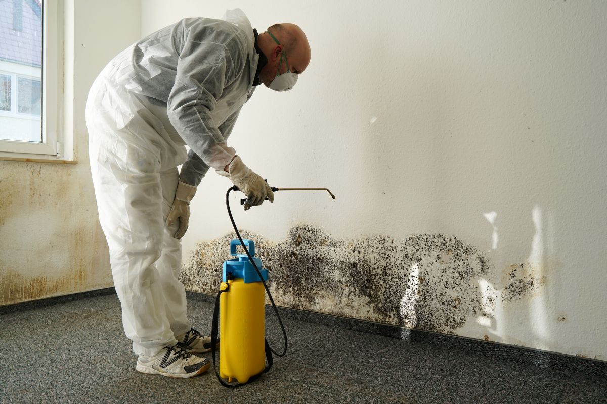 Mold Remediation Service